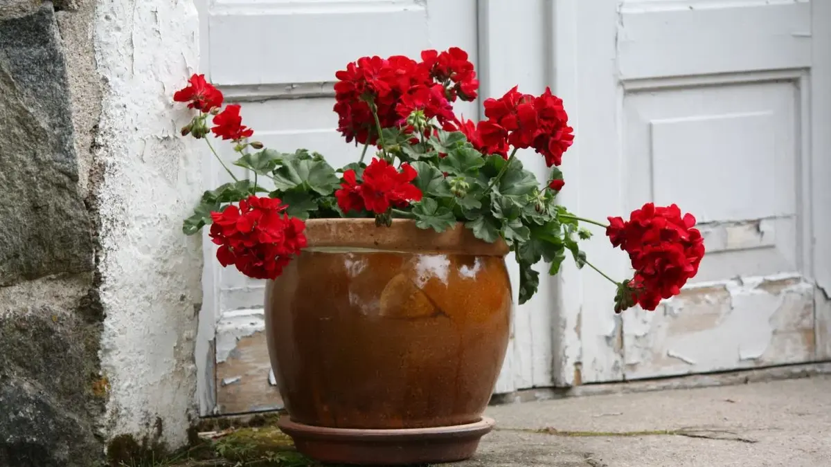 Pelargonie