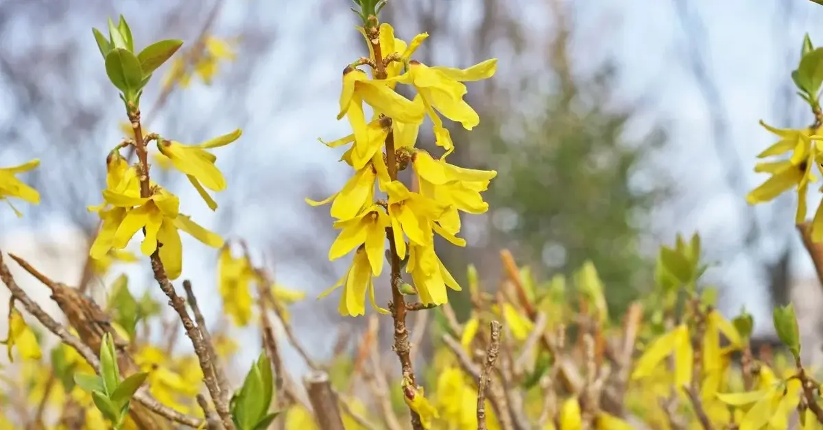 Żółta forsycja w ogrodzie