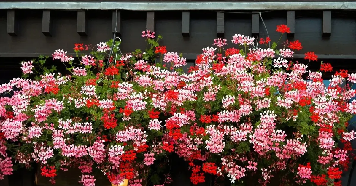 Kolorowa pelargonia na balkonie