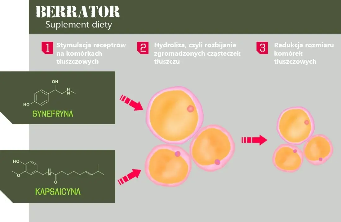 berrator_synferyna