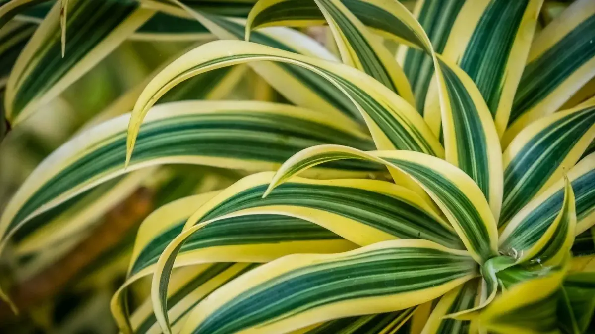 dracena z zielonymi liśćmi o żółtych przebarwieniach