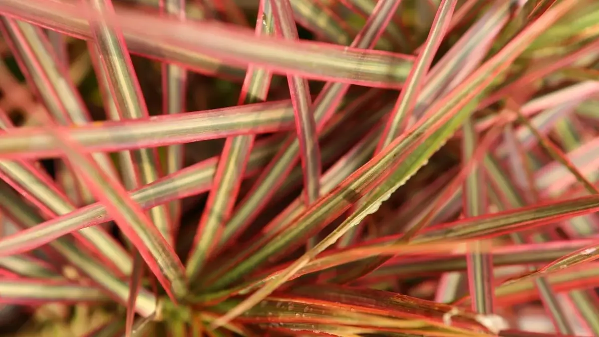 dracena obrzeżona z podgatunku czerwonych przebarwień na liściach