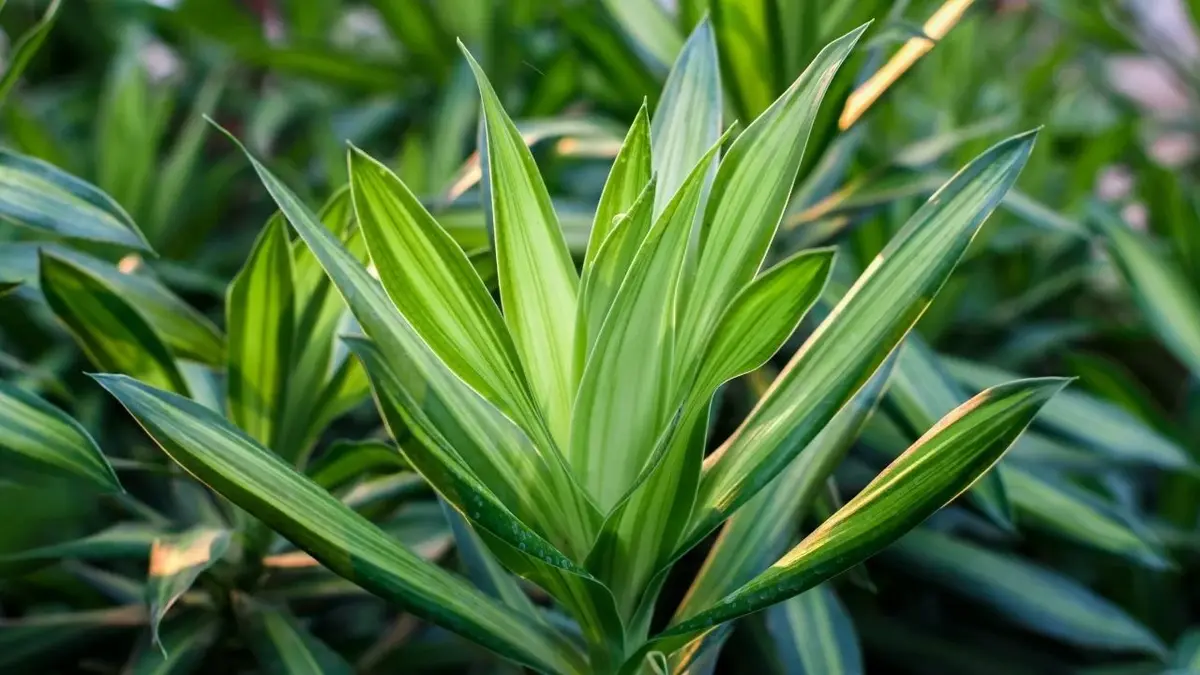 dracena