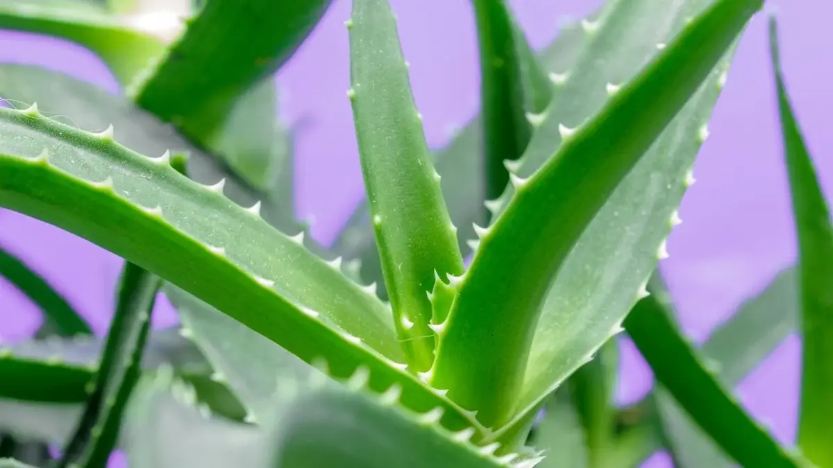 aloes drzewiasty