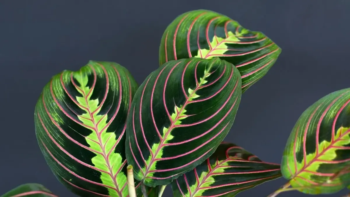 Maranta