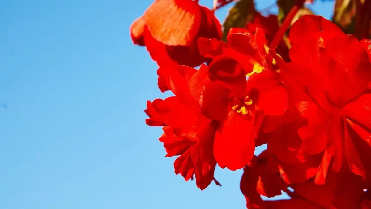 begonia bulwiasta