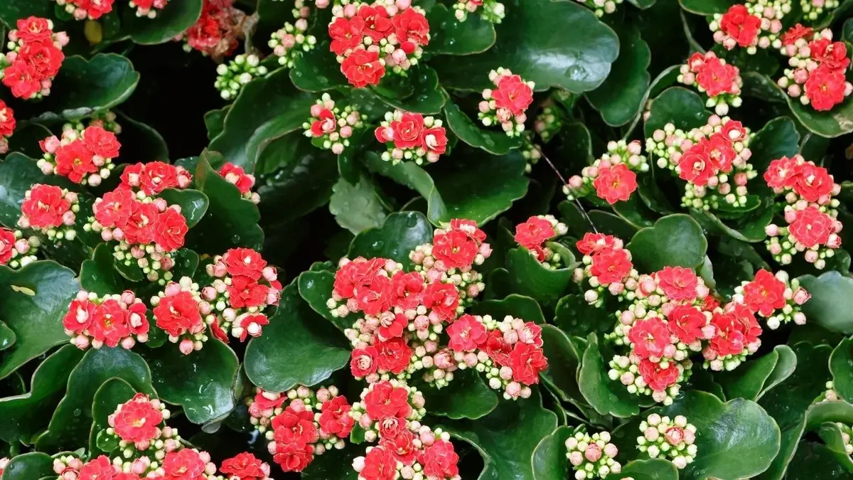 Kalanchoe