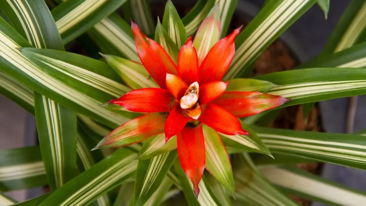 bromelia czerwona z jasnymi liśćmi