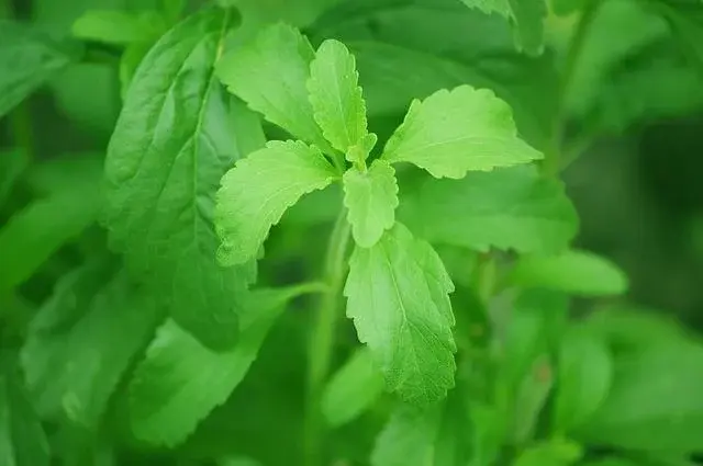 Naturalne zamienniki cukru