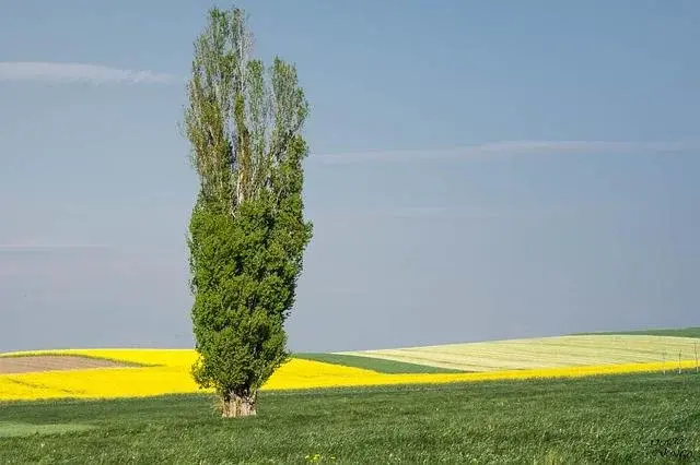 Co pyli w marcu? Kalendarz alergika