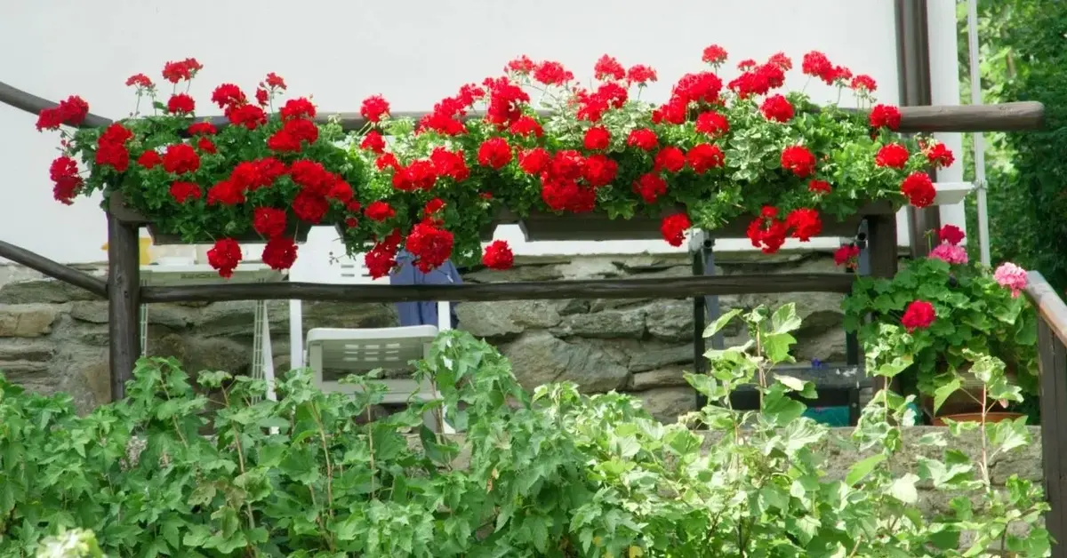 Pelargonie na balkonie