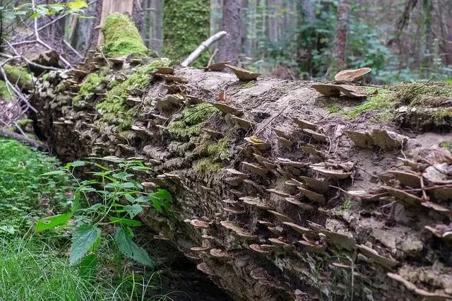 Pomysł na weekend: Białowieża i okolice