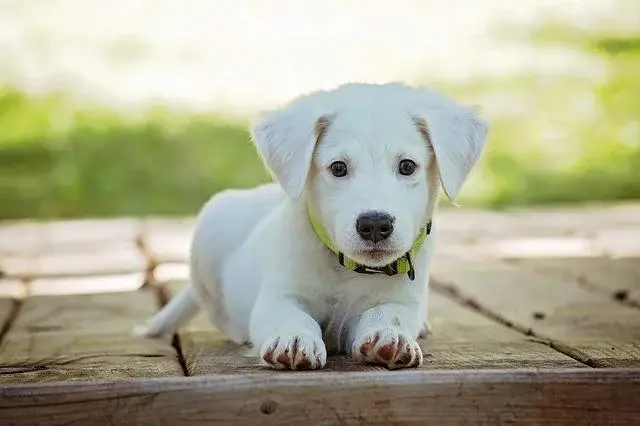 Chce adoptować psa! Jakie obowiązki się z tym wiążą?