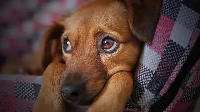 Chce adoptować psa! Jakie obowiązki się z tym wiążą?