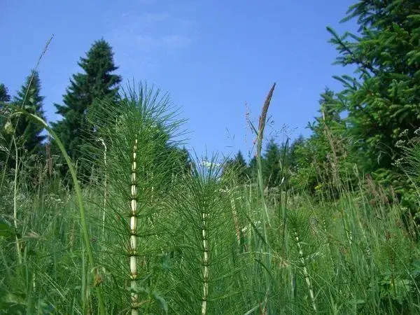 Skrzyp polny - naturalna recepta na lśniące włosy, zdrowe paznokcie i piękną skórę