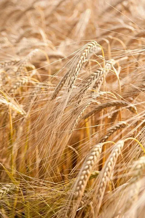 Dieta bez glutenu - na czym polega i jakie przynosi efekty?