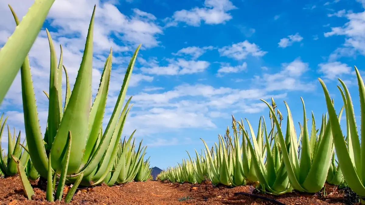 aloes rosnący na polu nad nim niebo z chmurami