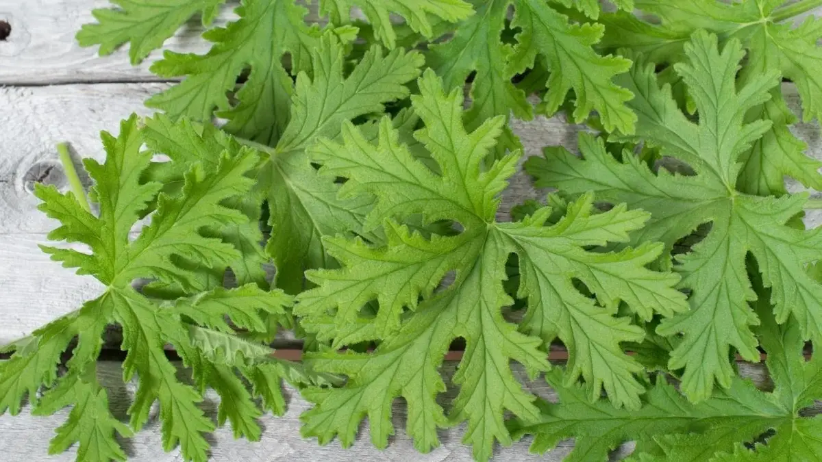 Bardzo dużo liści geranium na podłodze.