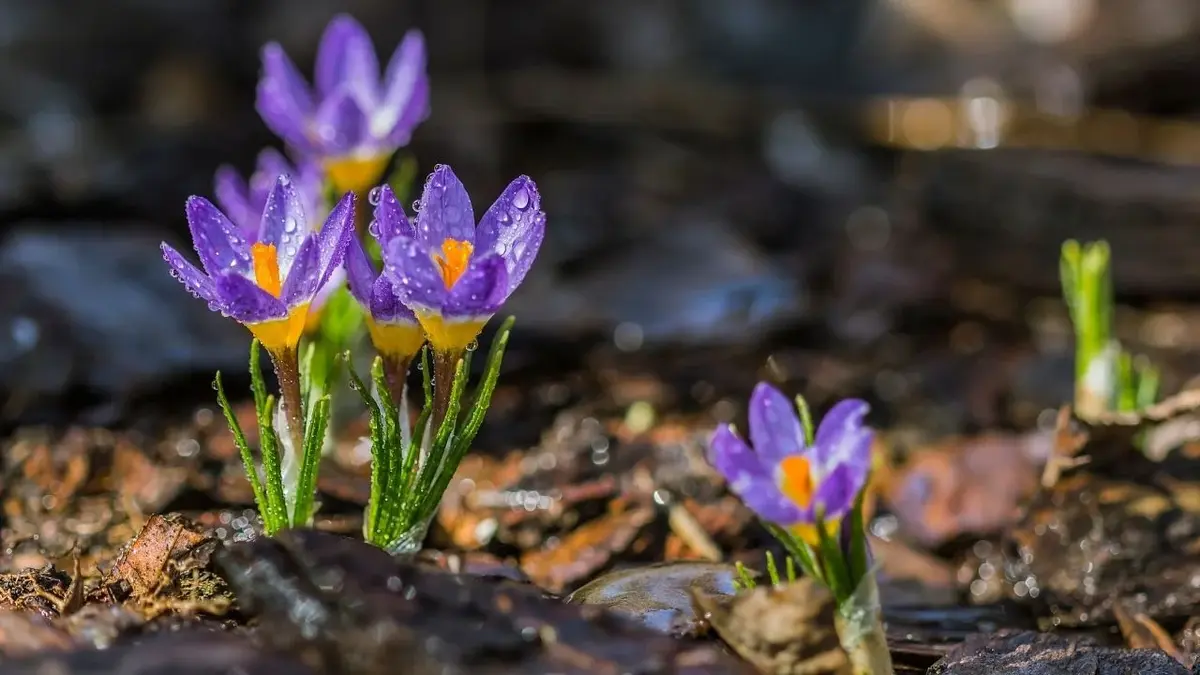 Fioletowe krokusy z kropelkami rosy na płatkach