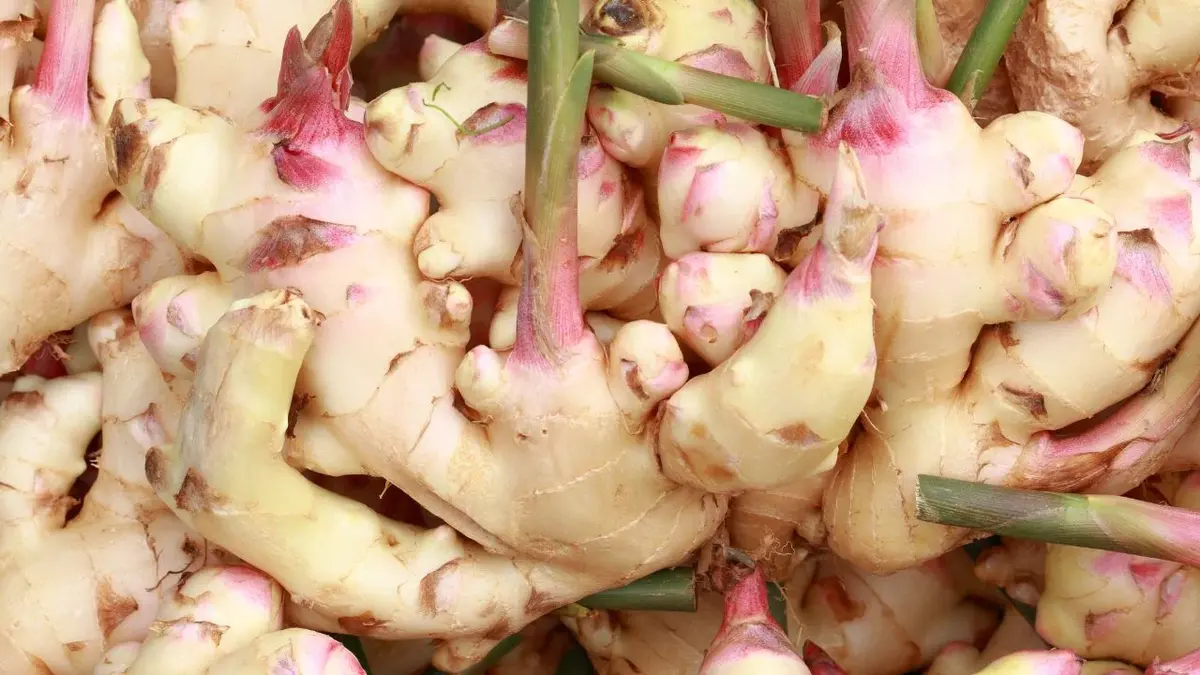 Galangal