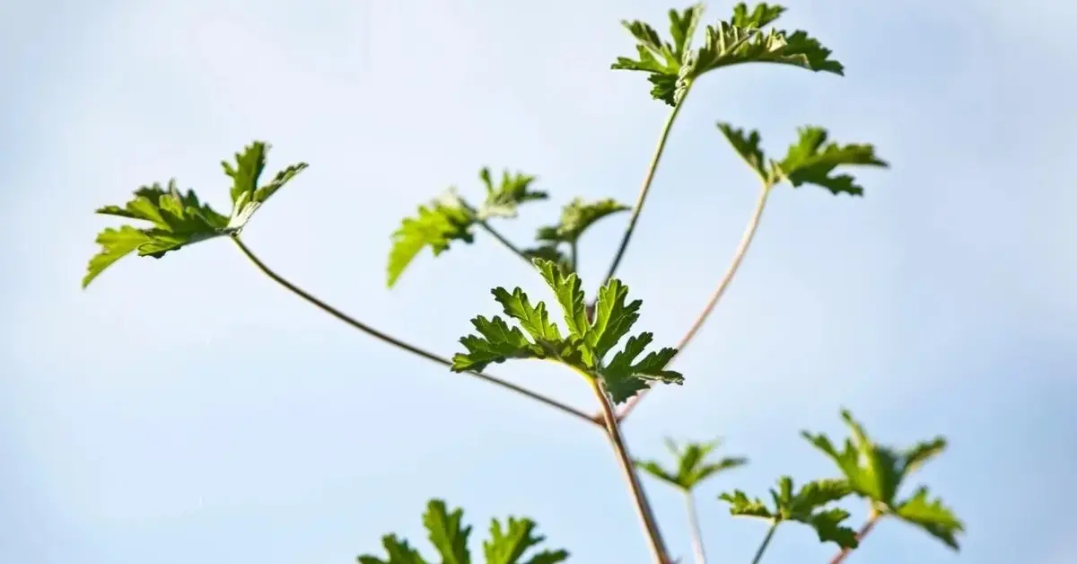 Gałązka geranium na tle nieba.