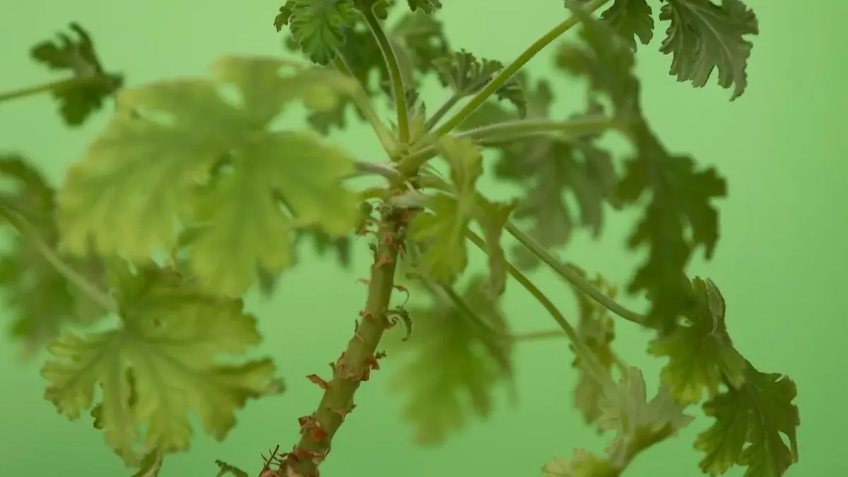 Gałązka geranium na zielonym tle.