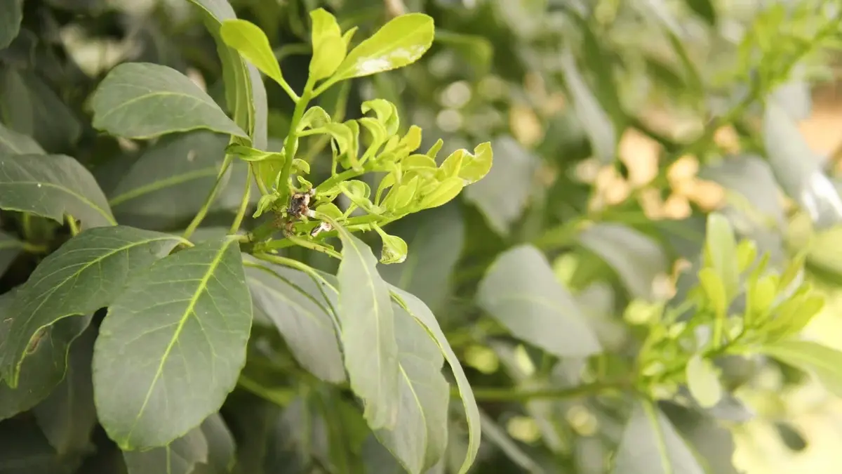 Roślina Yerba mate