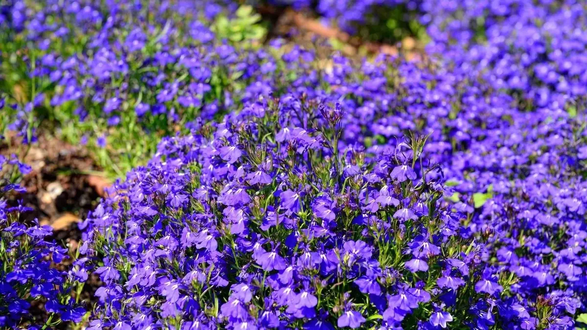 lobelia posadzona w ogrodzie