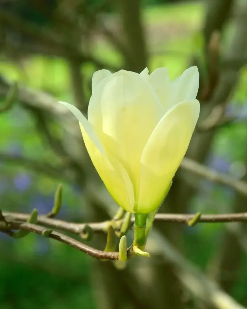 Cytrynowożółty kwiat magnolii