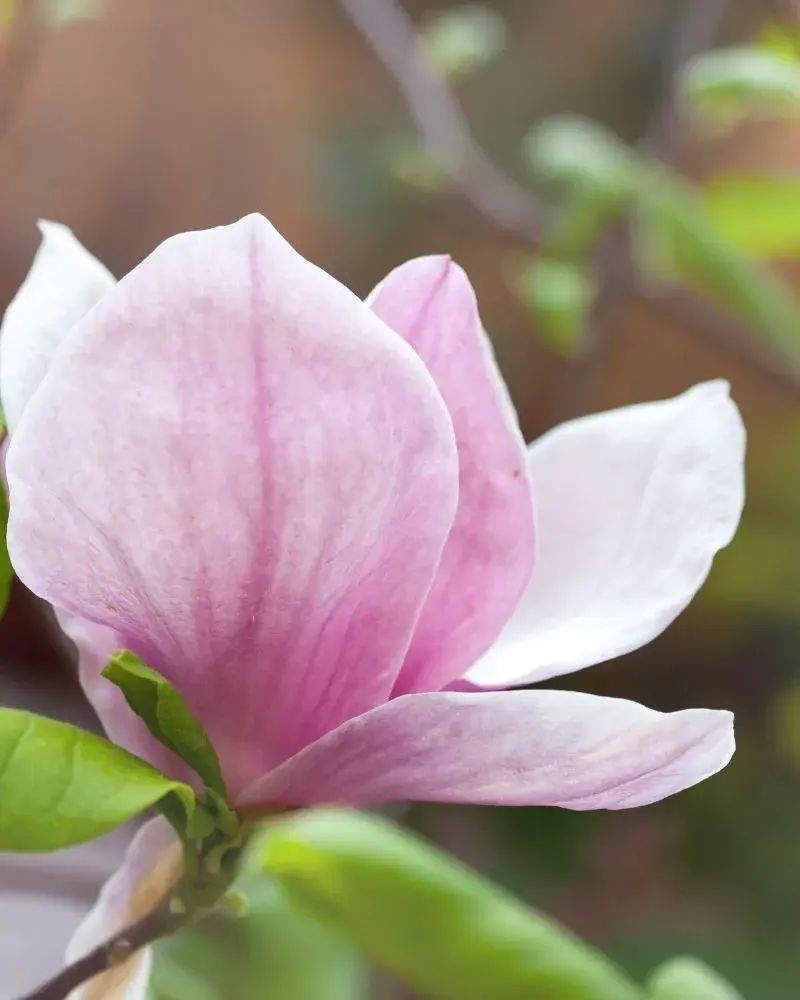 Kwiat biało-różowej magnolii w zbliżeniu