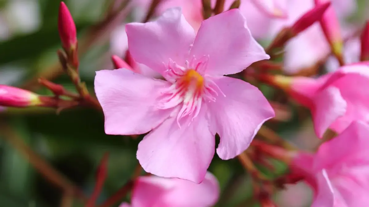 Oleander pospolity