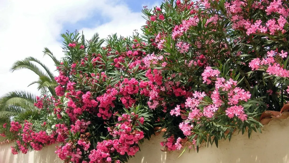 Oleander pospolity