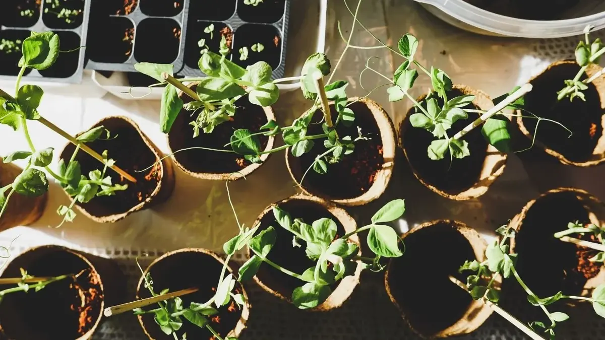 Zielone roślinki w organicznych doniczkach