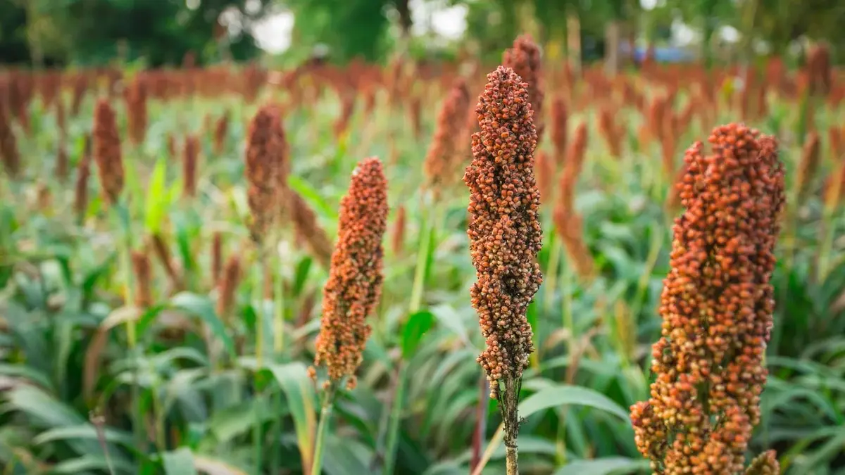 sorgo roślina