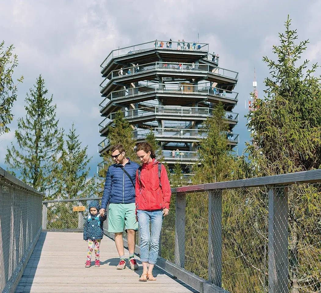 Tatry Spisz Pieniny ścieżka wśród drzew