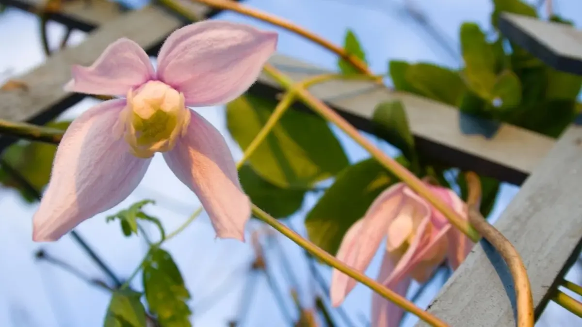 Drewniany trejaż ogrodowy z różowym clematis