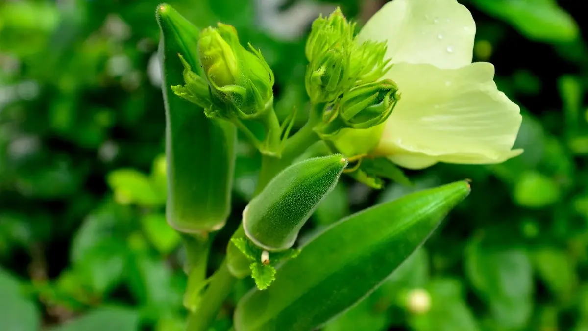 okra kwiat