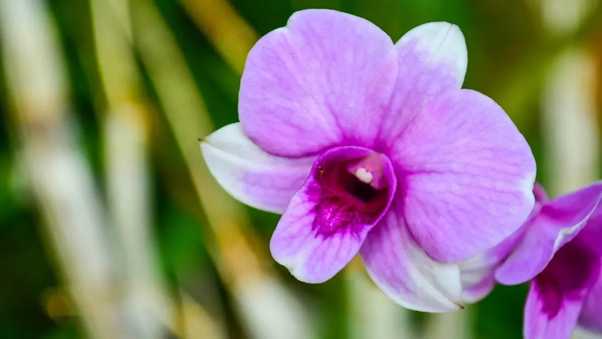 Storczyk dendrobium