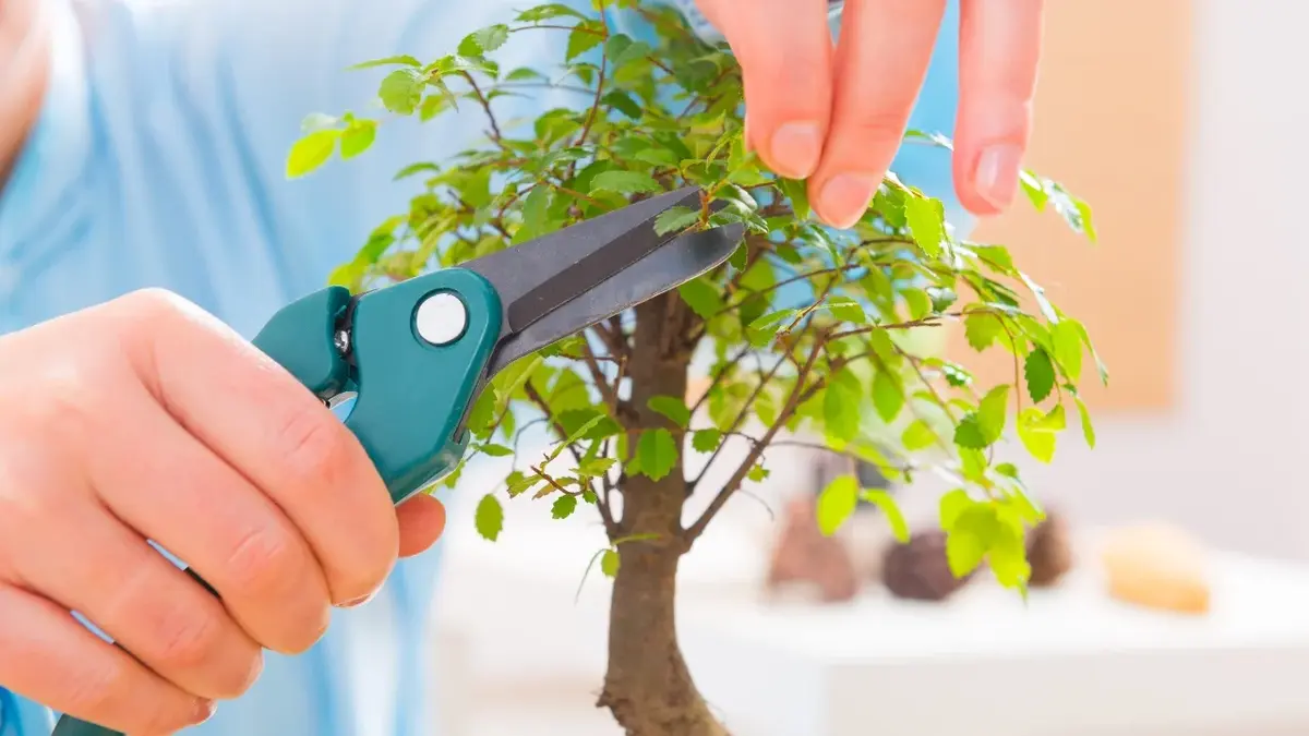 bonsai Ficus microcarpa przycinanie