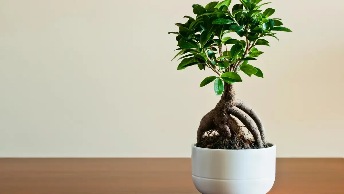 bonsai Ficus microcarpa w doniczce