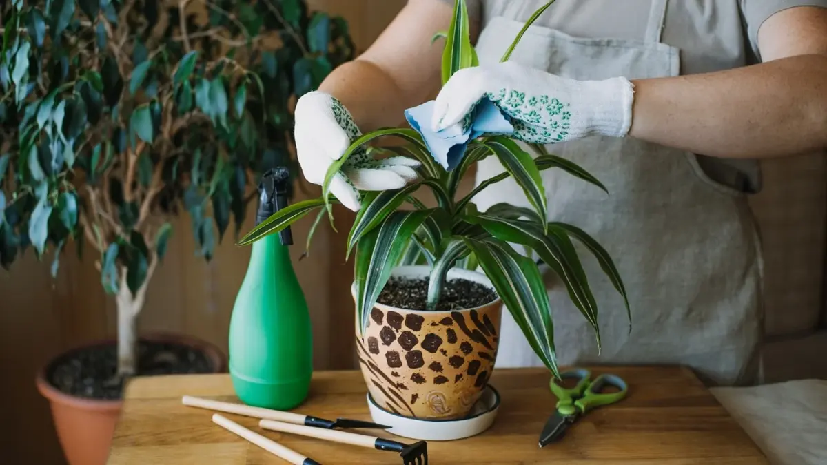 Dracena w doniczce na stoliku. Ręce  w rękawiczkach przycinają liście. Na stoliku spryskiwacz do wody i narzędzia 