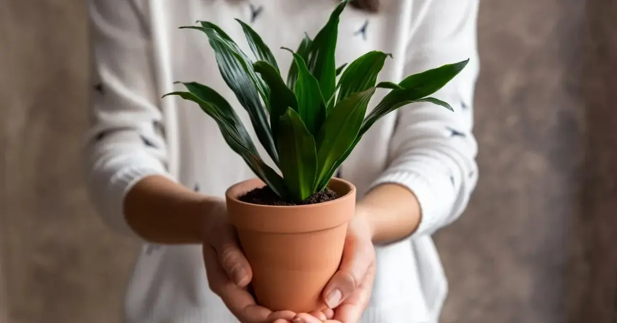 Dracena w doniczce trzymana przez kobietę w białym swetrze