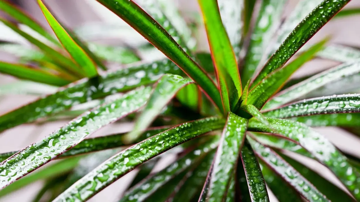 Dracena zbliżenie na liście