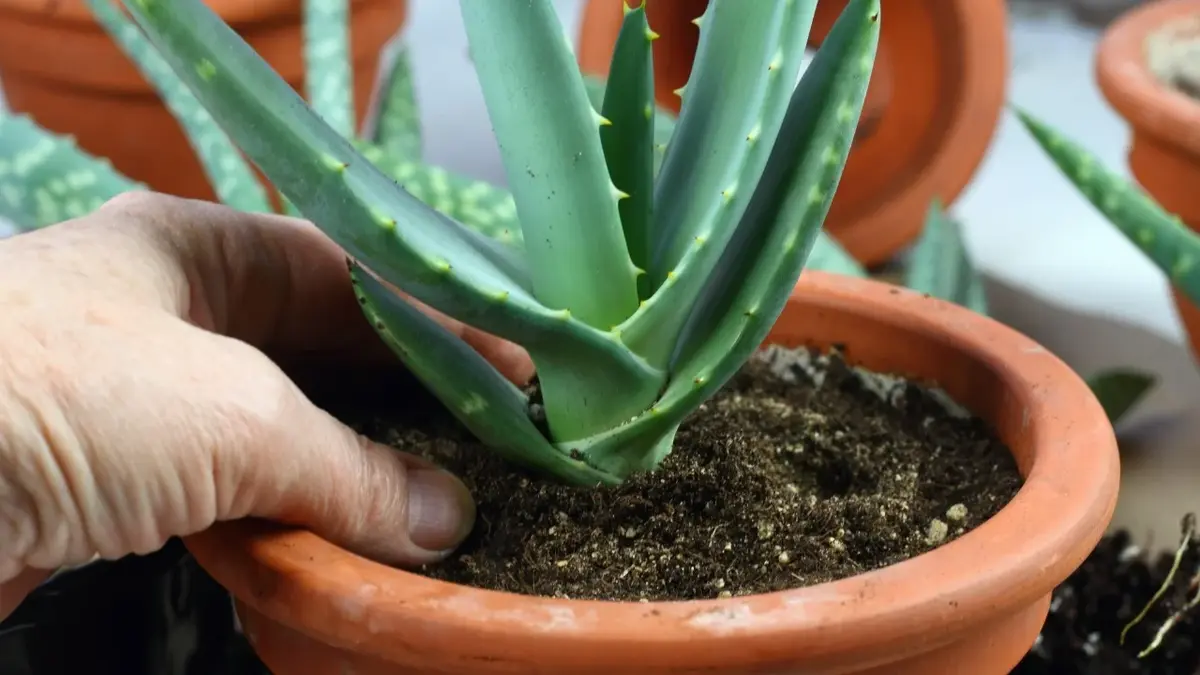 Aloes w doniczce do której ręka w rękawiczce dokłada ziemię 