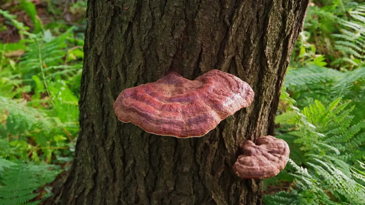 Grzyb reishi na drzewie 